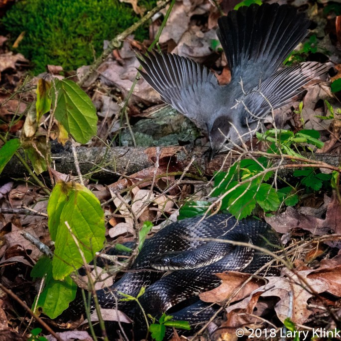 Grey Catbird Defending Nest Against Northern Black Racer Snake