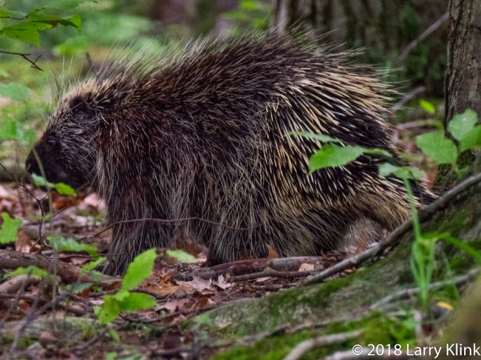 Cowan Gap State Park, PA; JUN 2018
