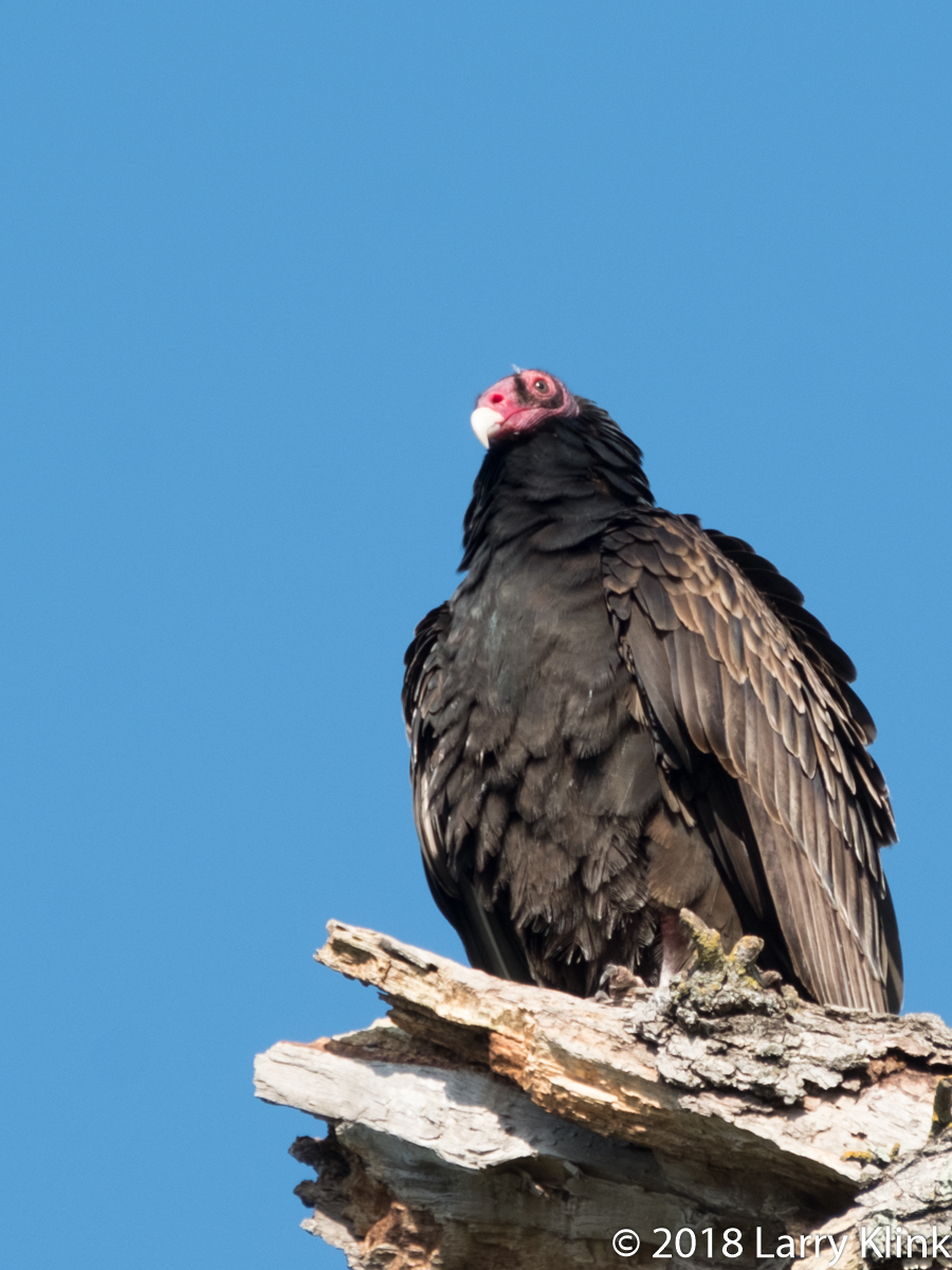 Turkey Vulture
