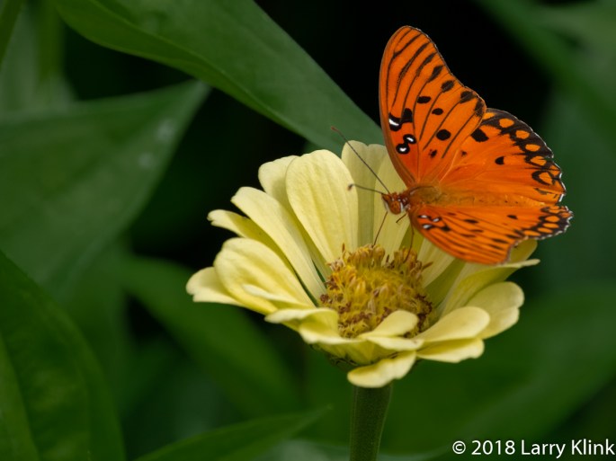 Gulf Fratillary Butterfly