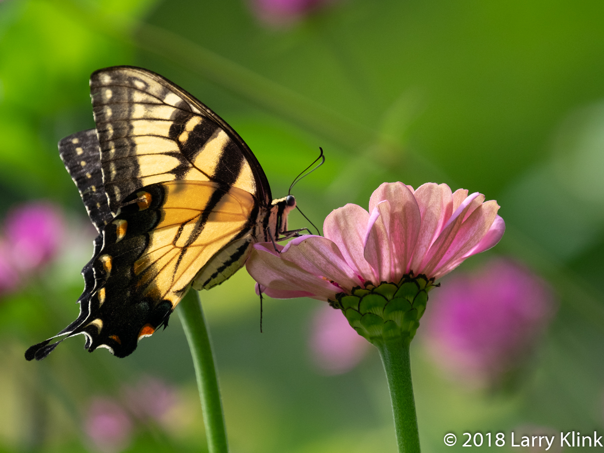 Eastern Tiger Swallowtail Butterfly