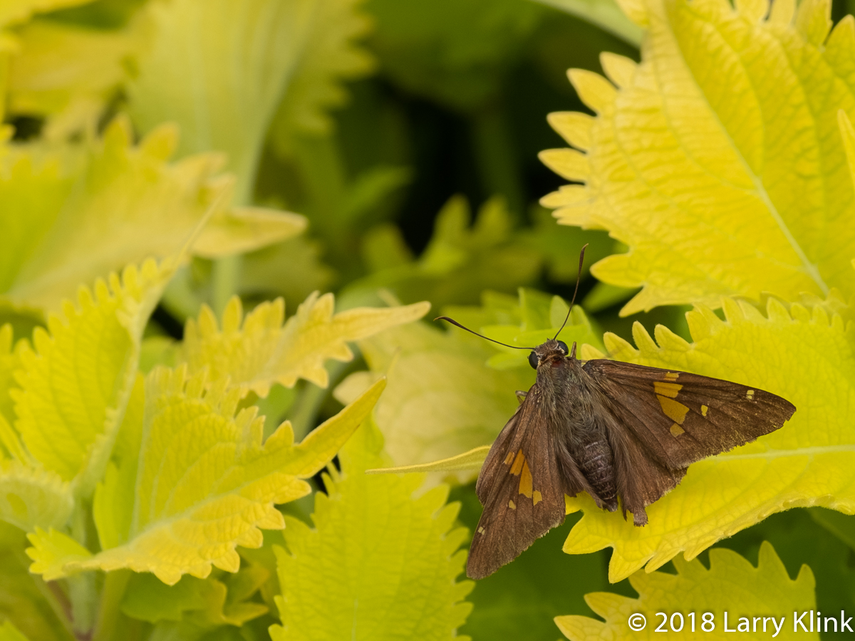 Silver Spotted Skipper Moth