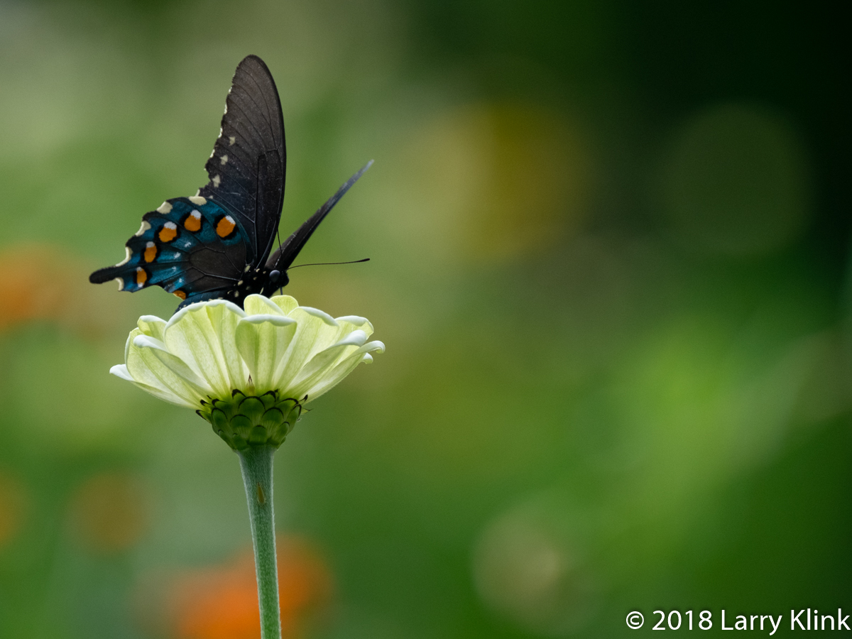 Female Eastern Tiger Swallowtail Butterfly