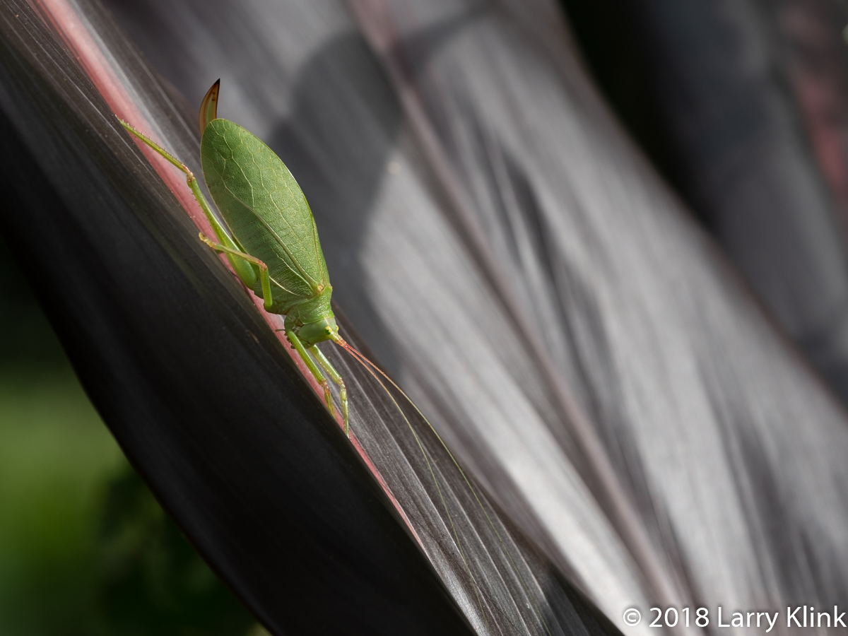 Common True Katydid