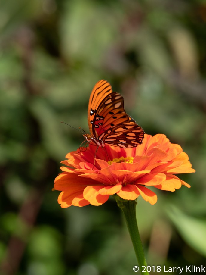 Gulf Fritillary Butterfly