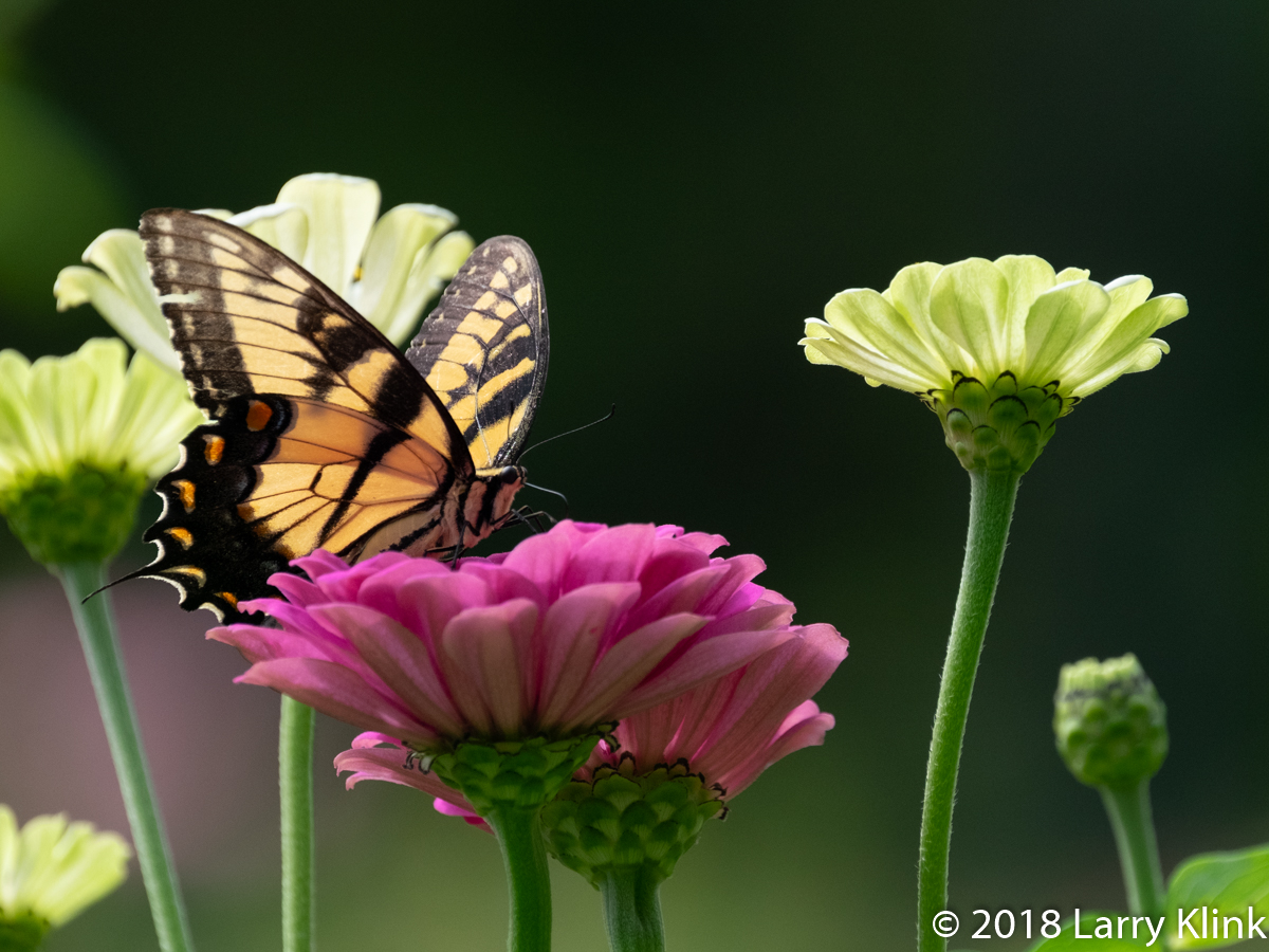 Eastern Tiger Swallowtail Butterfly