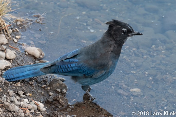 Stellars Jay