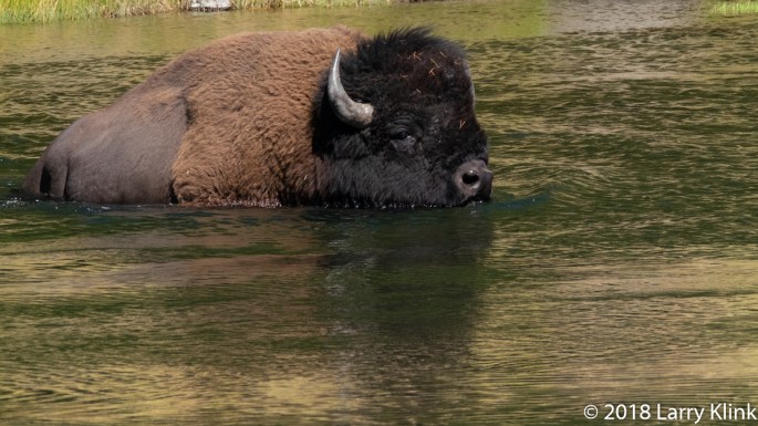 Yellowstone National Park, West Entrance Road; SEP 2018