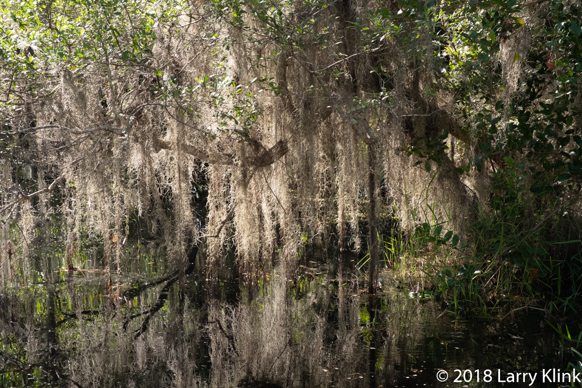 Spanish Moss on a Tree Limb