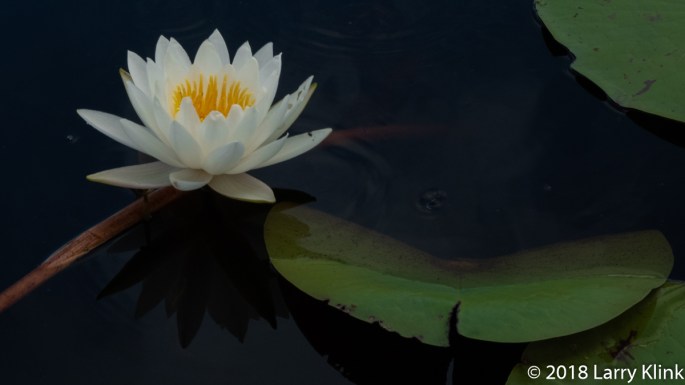 Water Lily