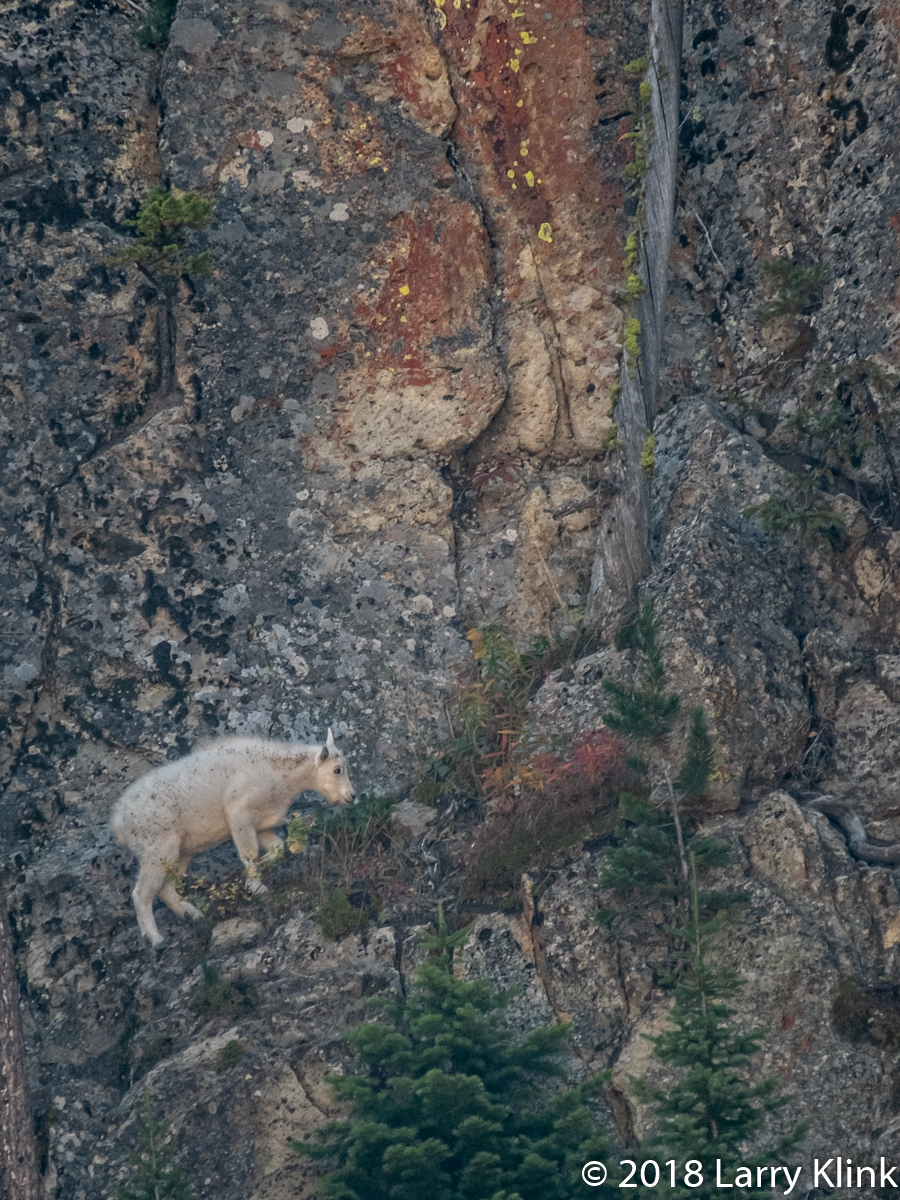 Juvenile Mountain Goat