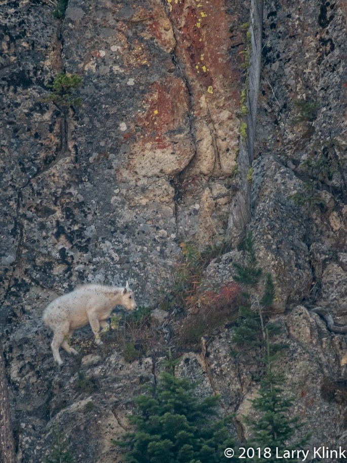 Juvenile Mountain Goat