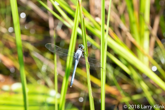 Male Eastern Pondhawk Dragonfly