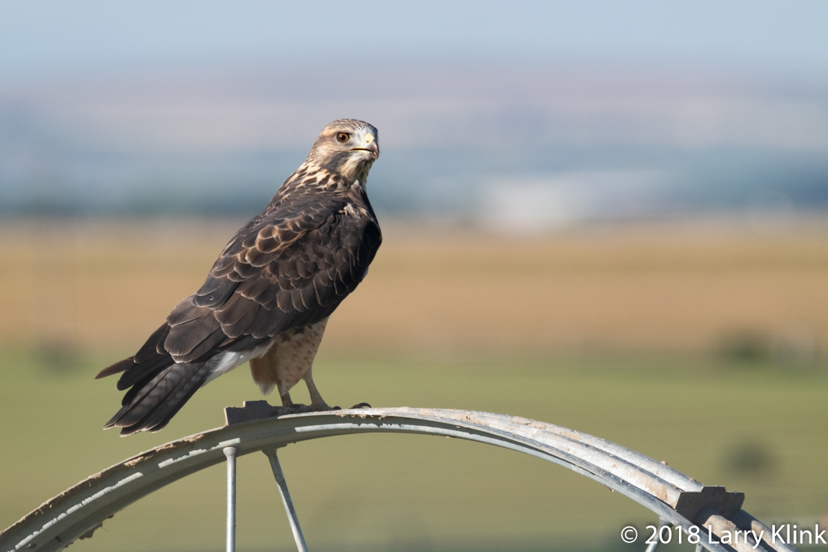 Swainson's Hawk