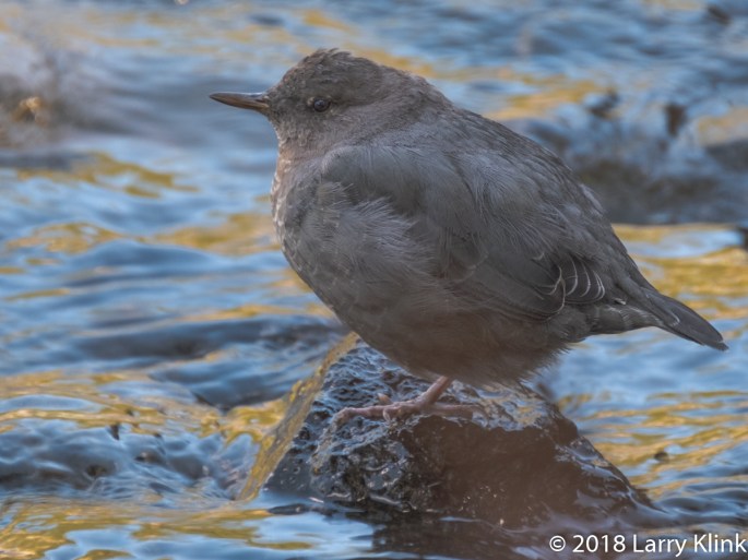 American DIpper