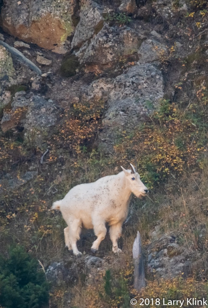 Female Mountain Goat