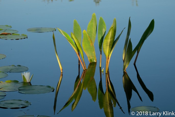 Water Lily