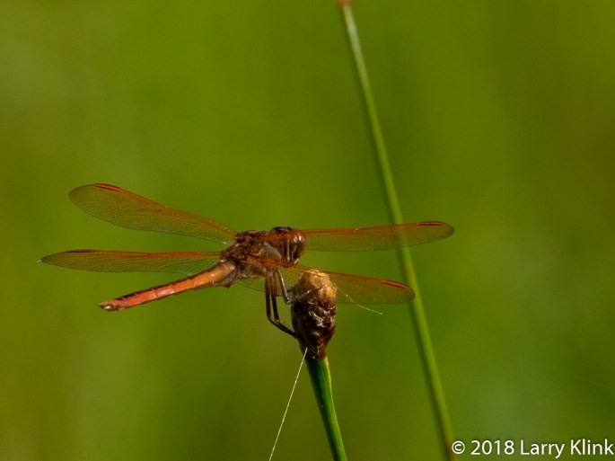 Eastern Amberwing Dragonfly