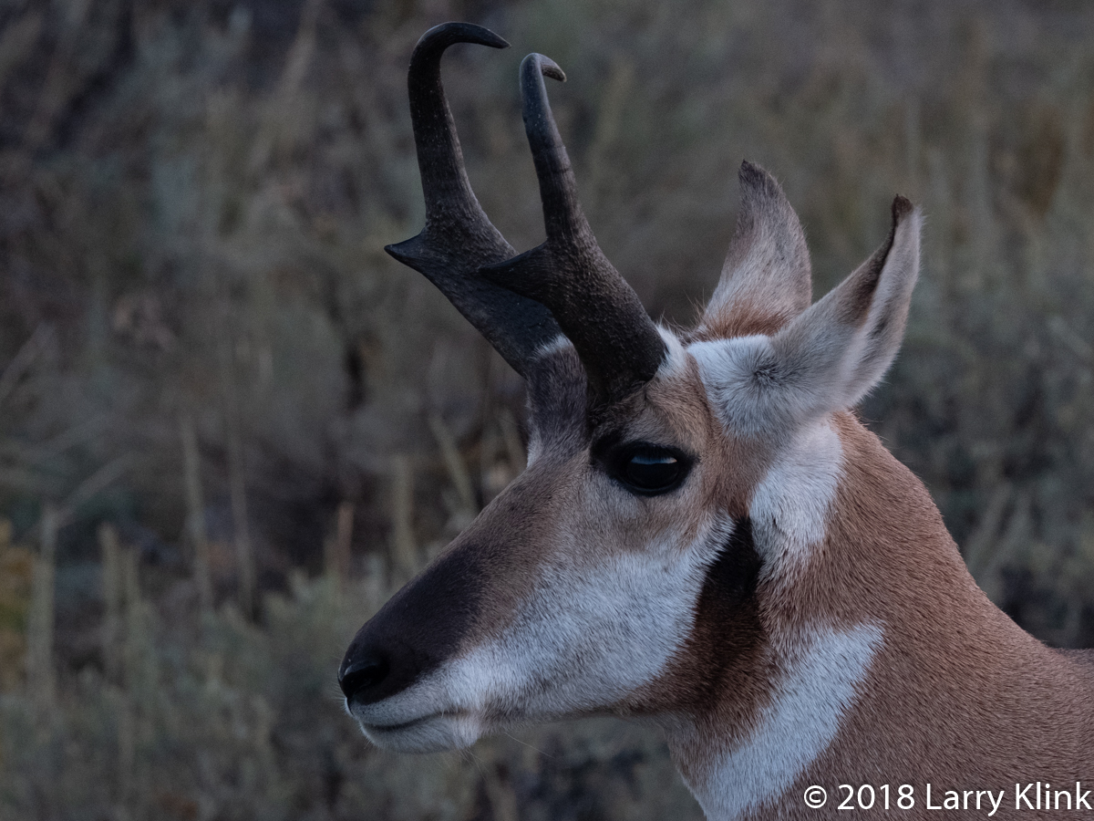 Lamar Valley, Yellowstone National Park; SEP 2018