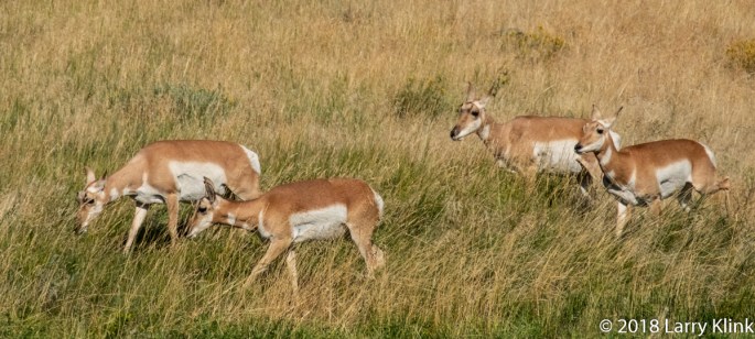 Pronghorn