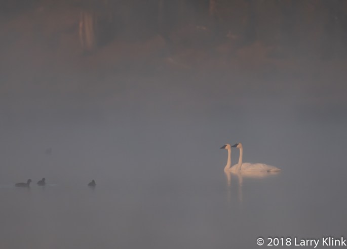 Trumpeter Swan's at Sunrise