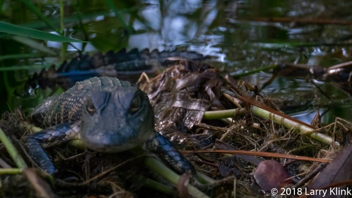 Juvenile Alligator