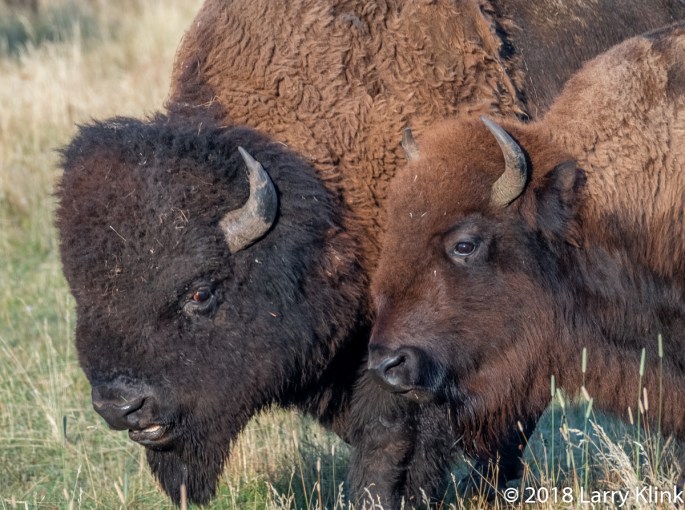 Mating Pair of Bison