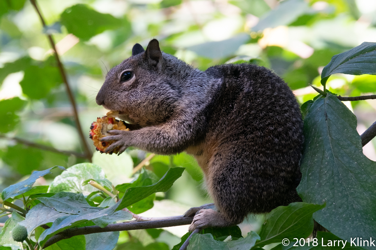 Tuolumne Grove Giant Sequoias, Yosemite National Park, CA; SEP 2018