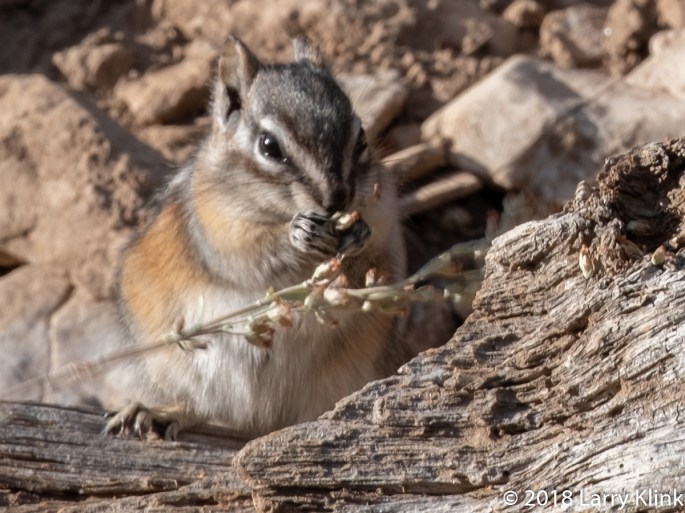 Least Chipmunk