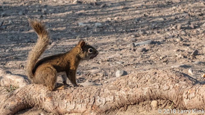 American Red Squirrel