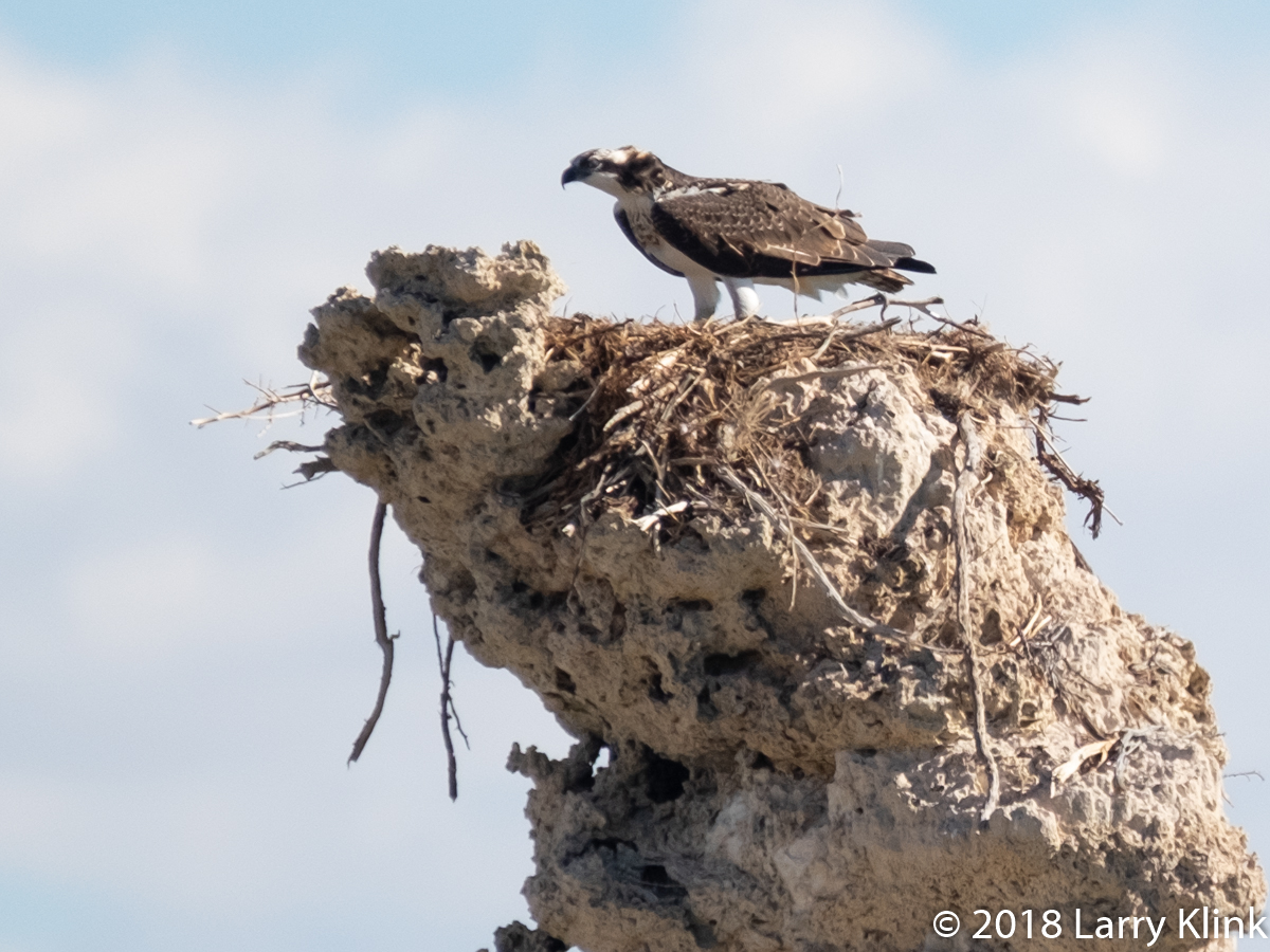 Osprey on Tufa