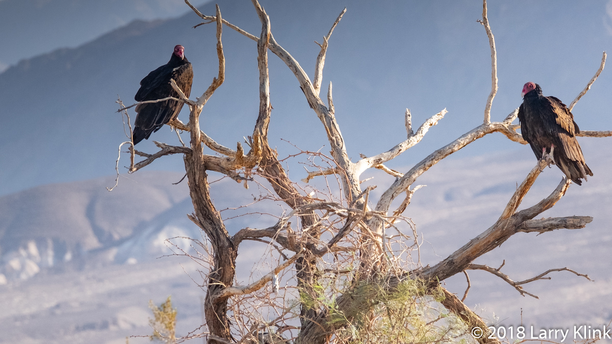 Turkey Vultures in the Desert