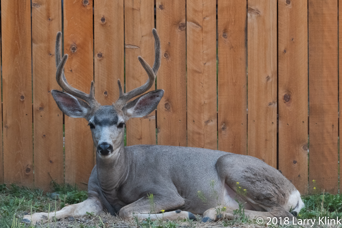 White Tailed Deer