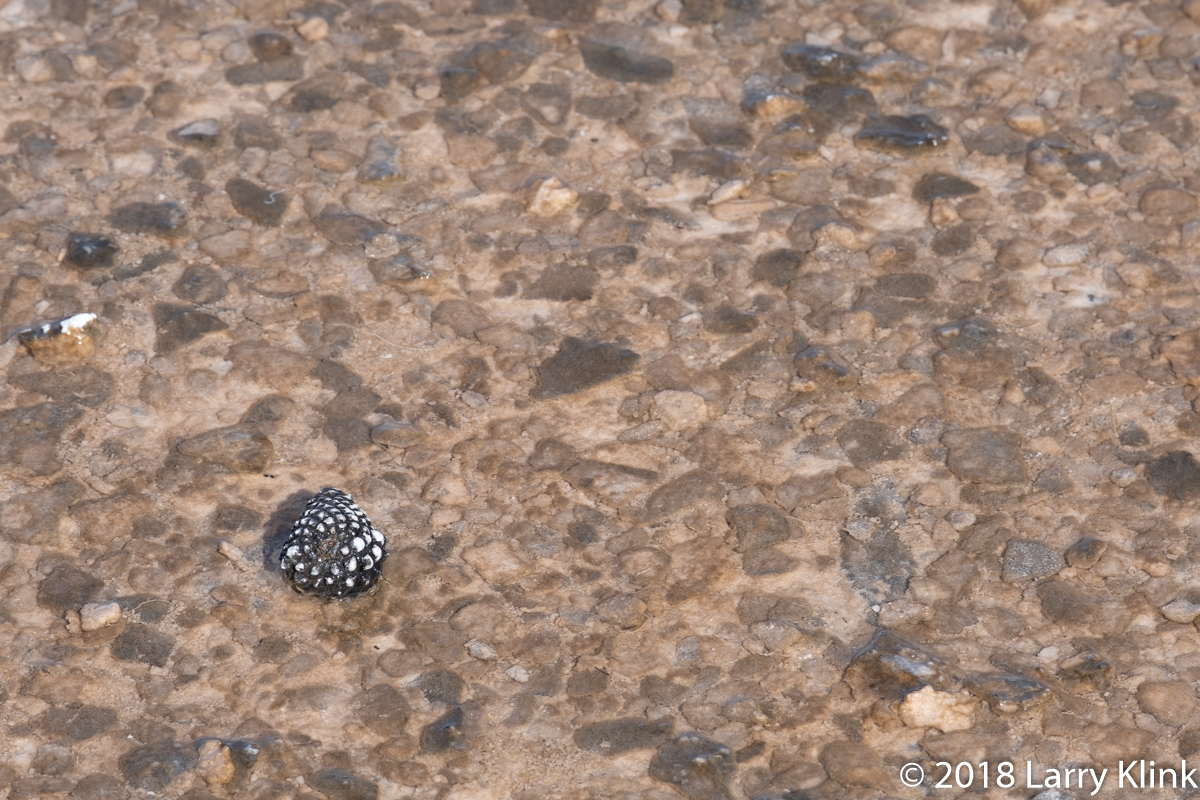 Pine Cone in a Hot Spring