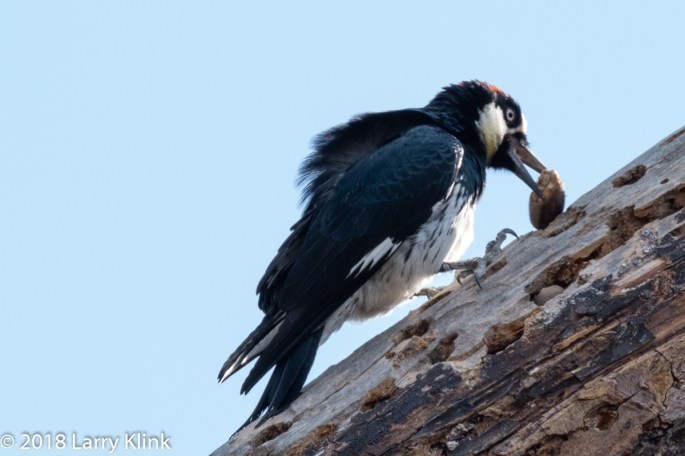 Acorn Woodpecker