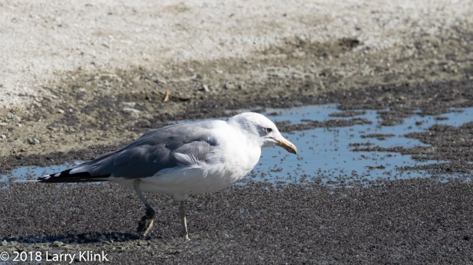 California Gull