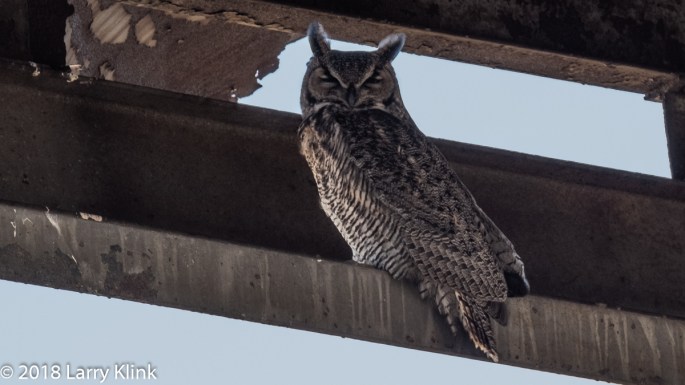 Great Horned Owl