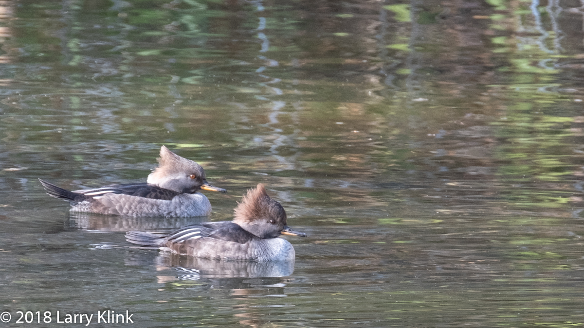 Female Hooded Mergansers