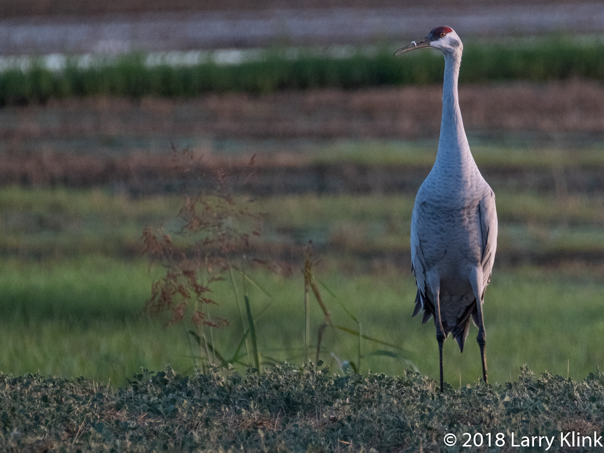 Sandhill Crane
