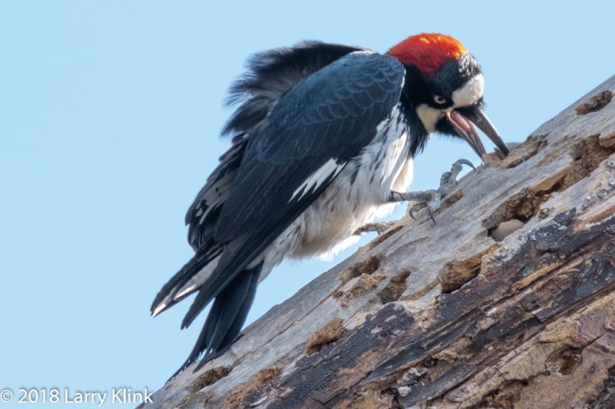 Acorn Woodpecker