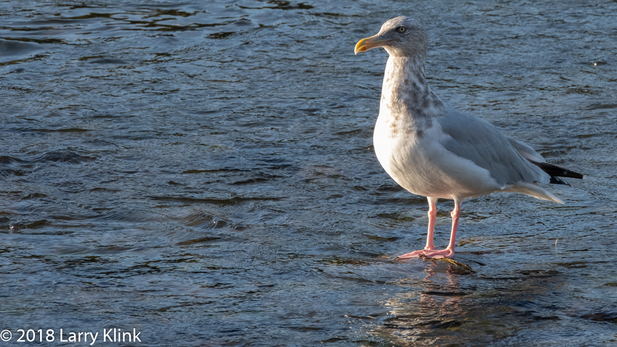 Herring Gull