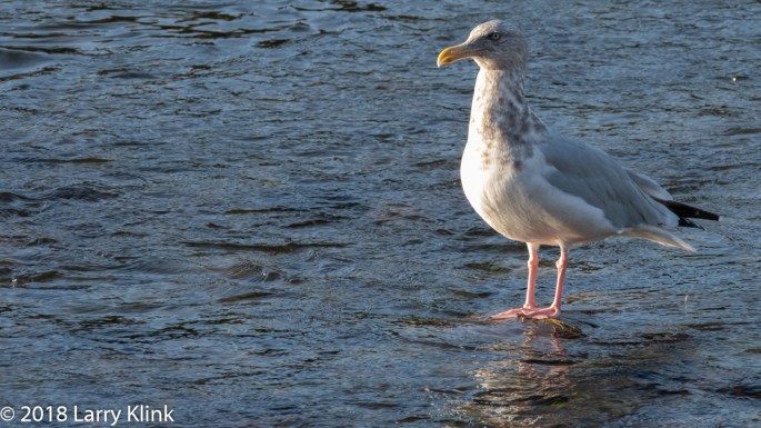 Herring Gull