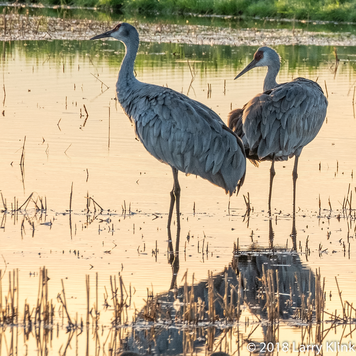 Sandhill Cranes