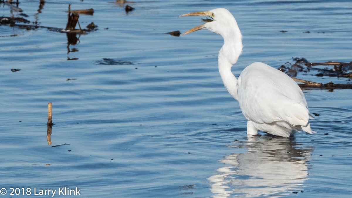 Great Egret Fishing