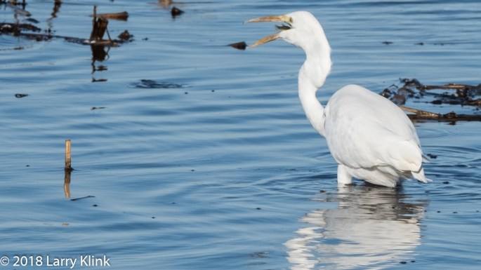 Great Egret Fishing
