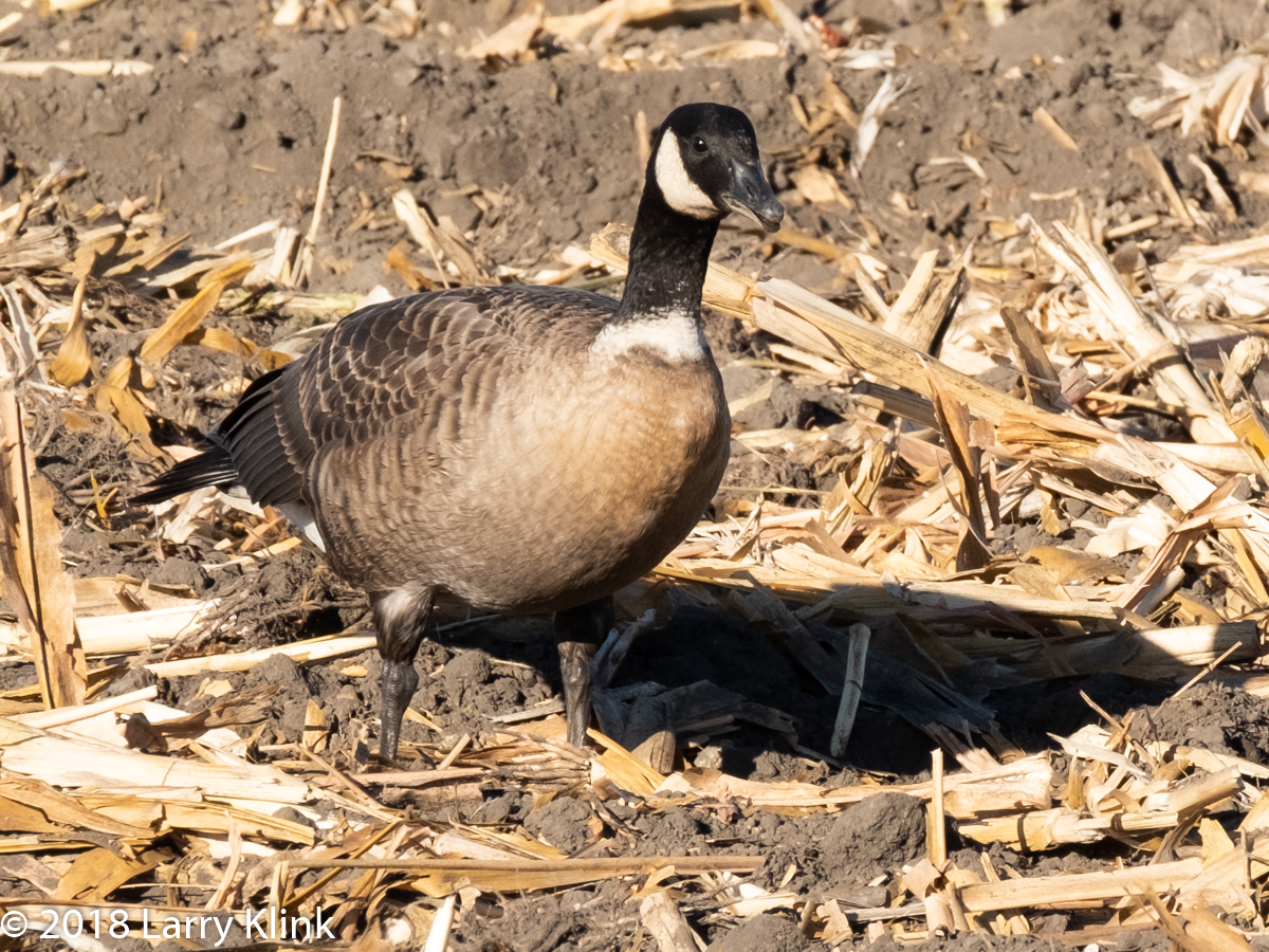 Cackling Goose, Aleutian Subspecies