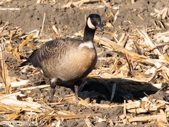 Cackling Goose, Aleutian Subspecies