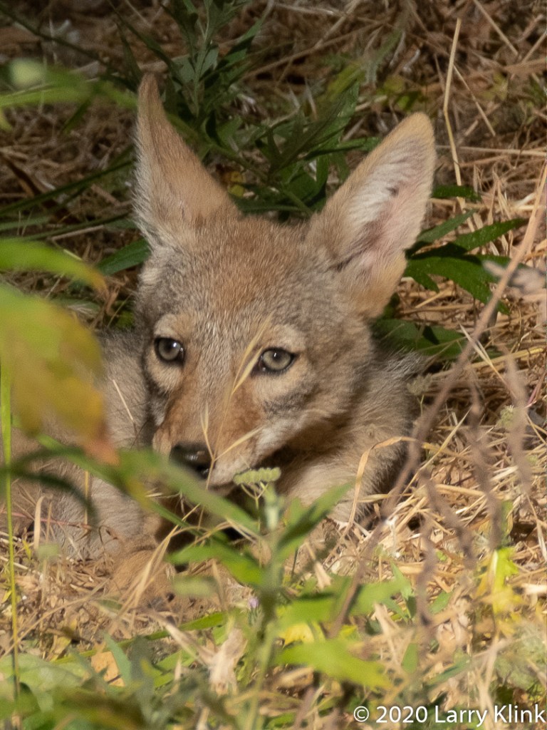 Photographic images of some wildlife found in the Sacramento, CA area.