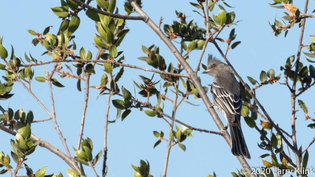 Images of the Phainopepla, a beautiful bird with a strange name.
