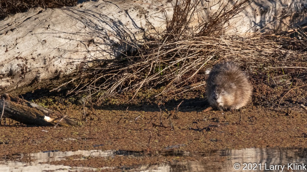 Image of a North American Beaver on land.